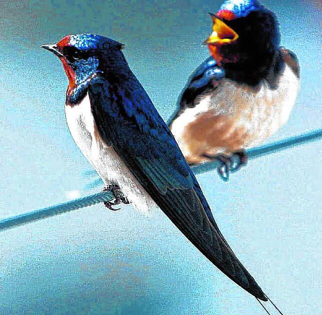 Die Schwalbe ist kein Wintervogel, aber Rudi Apels Lieblingsvogel. Sie sind Zugvögel und kommen erst nach dem Winter zurück nach ...
