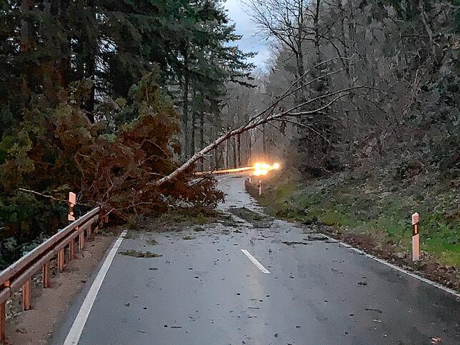 Sturmtief Sabine sorgte im Februar für umgestürtze Bäume. Hier auf der Strecke Wehr in Richtung Rickenbach-Bergalingen, noch vor der ...