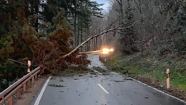 Sturmtief Sabine sorgte im Februar für umgestürtze Bäume. Hier auf der Strecke Wehr in Richtung Rickenbach-Bergalingen, noch vor der ...