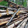 Im Wald liegt noch sehr viel Käferholz. Die Aufarbeitung ist immens aufwendig, der Ertrag sehr gering.
