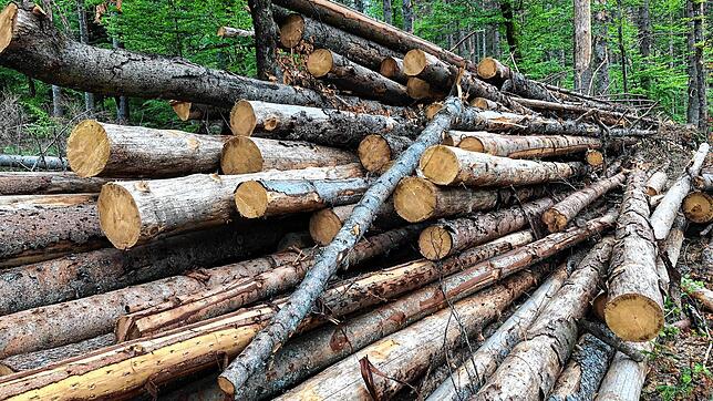 Im Wald liegt noch sehr viel Käferholz. Die Aufarbeitung ist immens aufwendig, der Ertrag sehr gering.