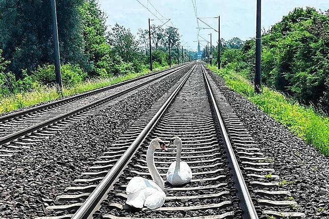 Hier musste die Tierrettung zwei Schwäne von den Bahngleisen retten.