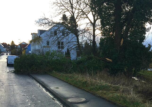 Umgestürzter Baum auf Privatgrundstück im Rosmarinheideweg.