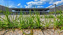Gras wächst in einer Fuge vor dem Terminal des Hauptstadtflughafens Berlin Brandenburg Willy Brandt (BER). Ende Oktober soll er nun ...