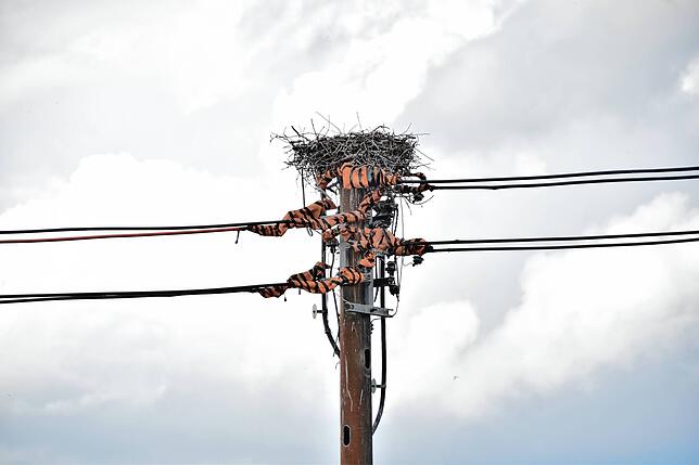 Die Stromkabel am neuen Storchennest in Bodman sind nun isoliert.