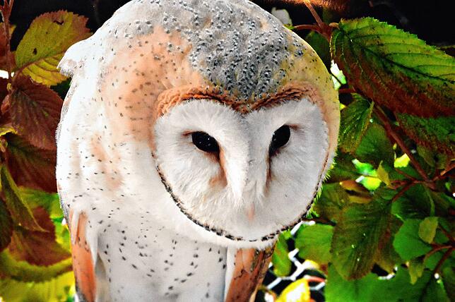 Auch verletzte Eulen wurden unter Obhut von Eberhard und Margrit Wirth wieder auf das Leben in der Wildnis vorbereitet.