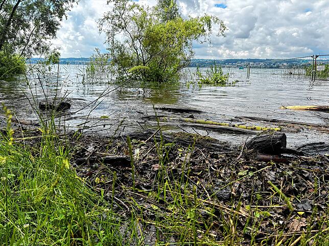 Treibholz liegt am Ufer der Schmugglerbucht. Die Bauzäune (im Hintergrund), die die Biberburg schützen sollten, führen nun direkt ins ...