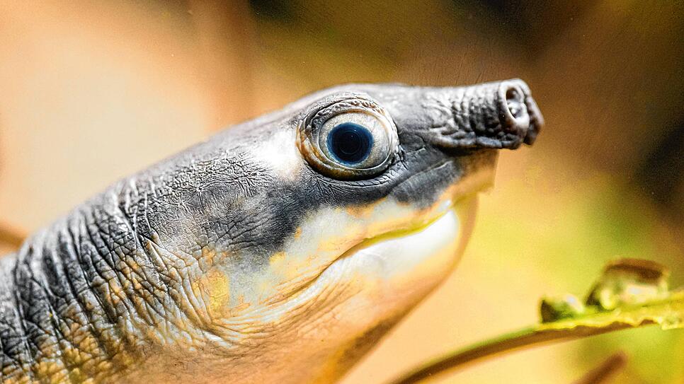 Ganz schön neugierig: Eine Papua-Weichschildkröte ist ins Aquarium des Lungenfisches im Zoo Basel eingezogen. Diese sonderbaren ...