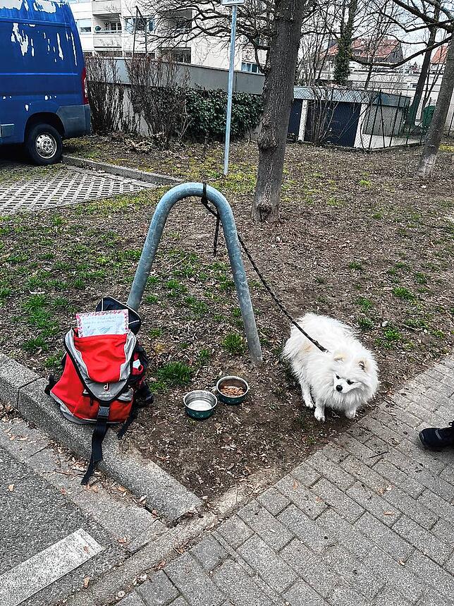Bild 4: Verletzte bei Hausbrand und wilde Gerüchte um den „Zu verschenken“-Hund