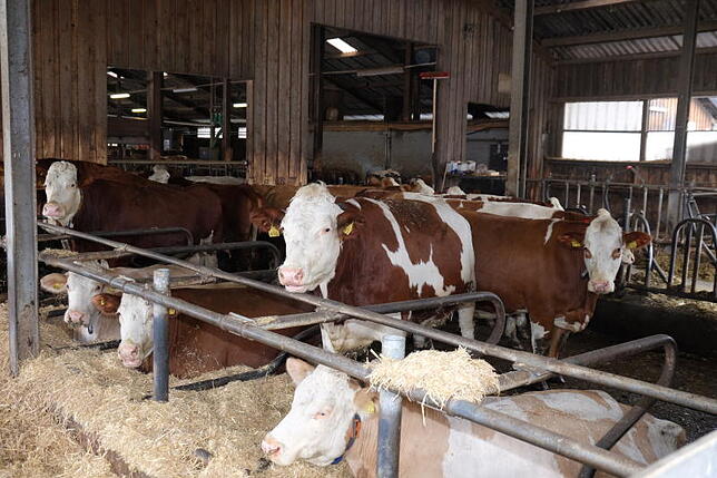 Auch diese Kühe landen im Schlachthof, dass es ihnen bis dahin gut geht dafür verbürgt sich der Hof Lampach, zwischen Leustetten und ...
