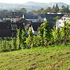 Herten als größter Ortsteil von Rheinfelden verbindet einen alten Dorfkern mit modernen Wohngebieten.