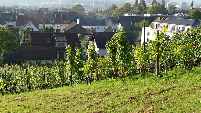 Herten als größter Ortsteil von Rheinfelden verbindet einen alten Dorfkern mit modernen Wohngebieten.
