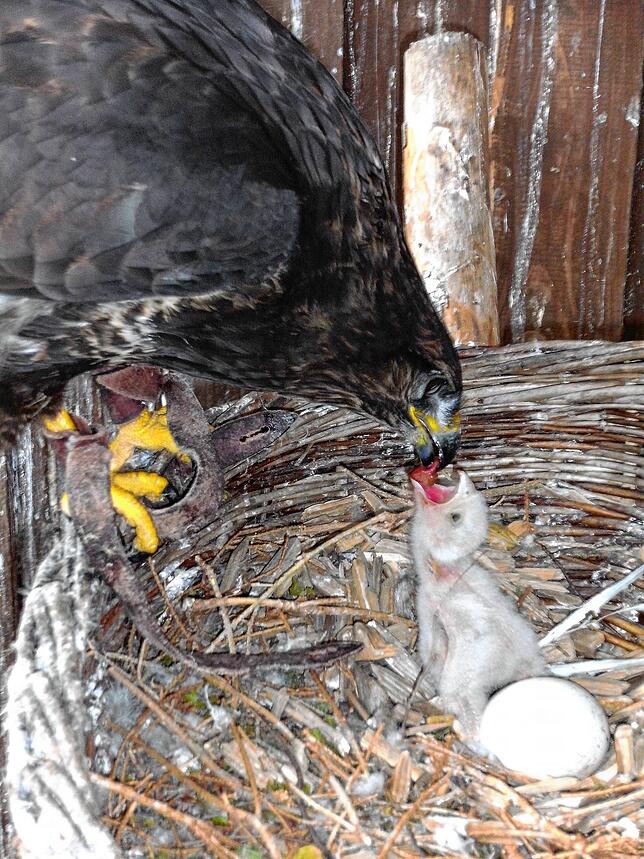Die Mäusebussard-Dame aus dem Wildgehege füttert den noch kleinen Turmfalken Merlin in ihrem Nest. Nur wenige Monate später darf er, ...