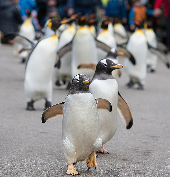 Eselspinguine (vorne) sind kleiner als Königspinguine (hinten).