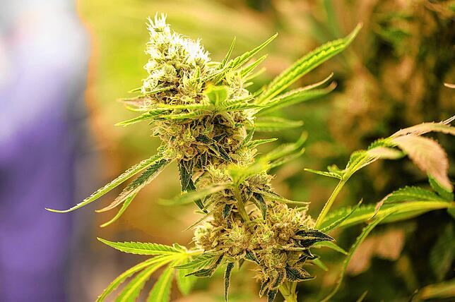 Cannabispflanzen in einem Blüteraum eines Pharmaunternehmens. Cannabis-Konsum geht mit gesundheitlichen Risiken einher, wie die Deutsche ...