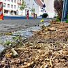 In dem Grünstreifen neben dem Stadttor wächst nichts mehr. Die Vegetation wurde abgetötet, damit die demnächst geplante ...
