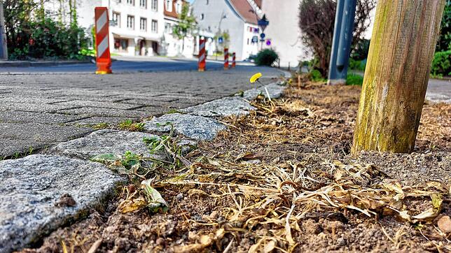 In dem Grünstreifen neben dem Stadttor wächst nichts mehr. Die Vegetation wurde abgetötet, damit die demnächst geplante ...