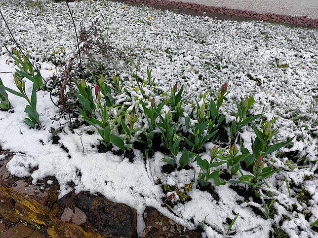 Diese Tulpen haben ihre Köpfe eingerollt und warten auf besseres Wetter.
