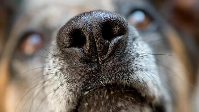 Wenn der Spaziergang im Desaster endet Zeigt ein Hund Anzeichen einer Vergiftung, sollten Besitzer sofort den Tierarzt aufsuchen. Jede Minute zählt. Am besten bringt man auch ...