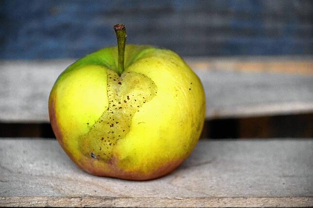 Ein Frostschaden an einem Jonagold-Apfel. Der Apfel hat sich entwickelt, aber ist leicht deformiert und hat teilweise Rosthaut.