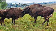 Innige Wisent-Zweisamkeit: Bulle Bubi leckt den Kopf von Kuh Kressie ab. Die beiden Tiere haben als einzige der früheren Wisent-Herde ...