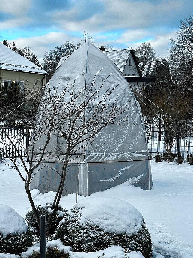 Im Winter schützt ein extra angefertigtes Häuschen die Palmen vor den eisigen Temperaturen.