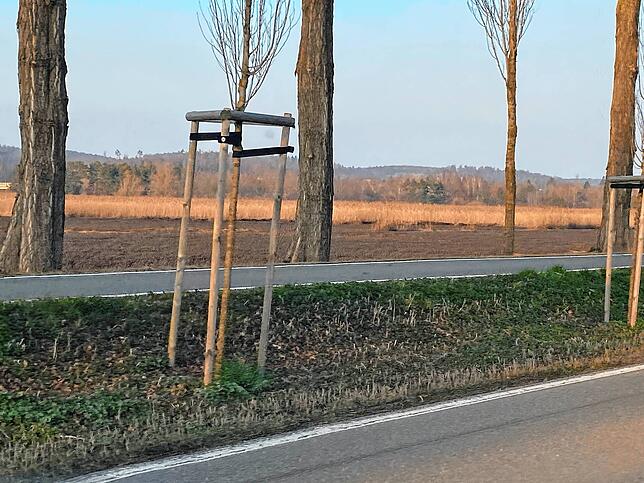 Eine große Fläche Schilf wurde bei dem Brand vernichtet.