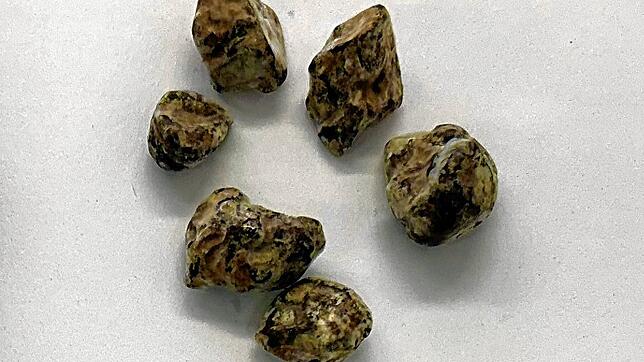 Zöllner haben bei einer Kontrolle in Bargen 20 Gramm illegale Pilze unter einem Autositz entdeckt. Im Bild sind etwa die Hälfte der ...