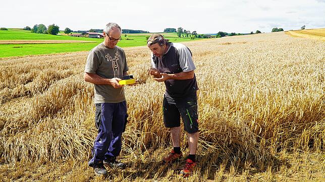 Die beiden Landwirtschaftsmeister Rudolf Heiler (links) und Rainer Zepf messen die Trockenheit im Getreide, das erst bei einer ...