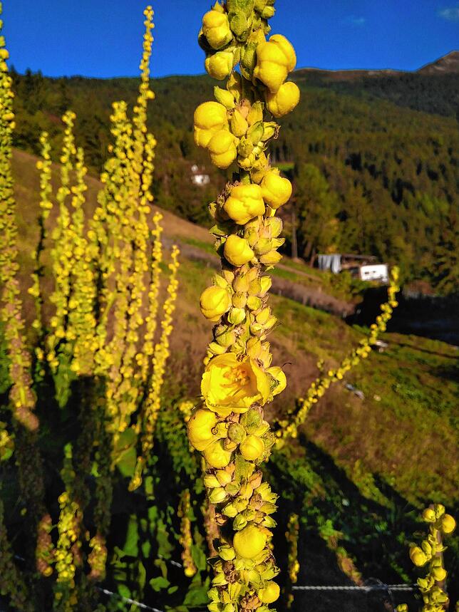 Erntereif: Abgezupft werden bei der Königskerze nur die offenen Blüten.