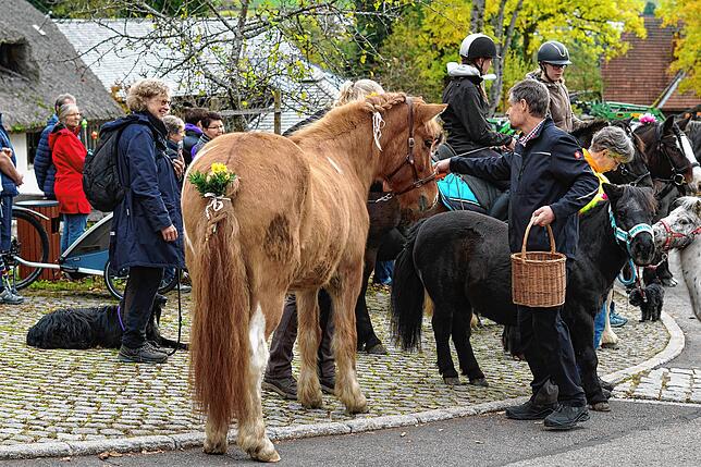 Für die brav wartenden Pferde gab es Gelbe Rüben.