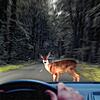 Wildtiere sind im Straßenverkehr ein unberechenbarer Faktor: Bis zu 272.000 Wildunfälle pro Jahr gibt es in Deutschland. Im Herbst häuft ...