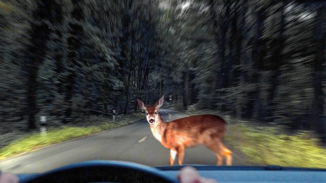 Wildtiere sind im Straßenverkehr ein unberechenbarer Faktor: Bis zu 272.000 Wildunfälle pro Jahr gibt es in Deutschland. Im Herbst häuft ...
