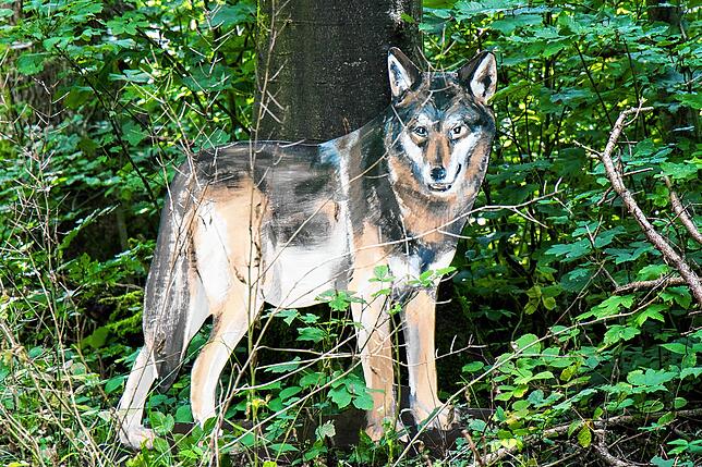 Dieser Aufstell-Wolf wartet auf die Besucher des Wolfspfades.