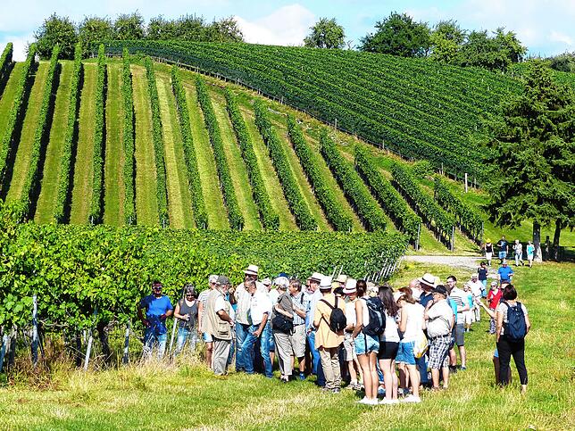 Die Gemeinde ist bekannt für ihren Weinbau (Archivbild). Rund 15 Hektar Weinanbaufläche befinden sich auf Bermatinger Gemarkung.