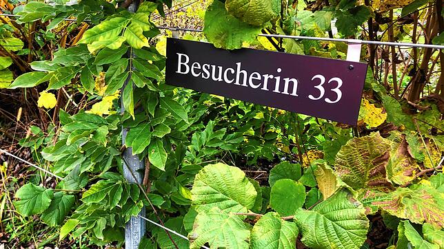 &bdquo;Besucherin&ldquo; steht auf einem Parkplatzschild in Rheinau.