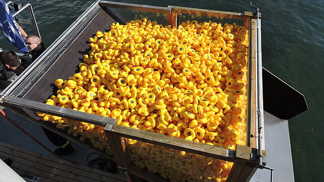 Auch in diesem Jahr schwimmen wieder 5000 Gummi-Enten auf dem Bodensee um die Wette, um Geld für benachteiligte Kinder einzubringen.