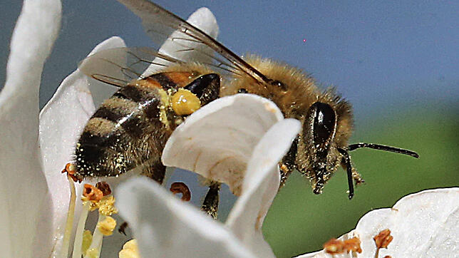Eine Biene sitzt auf der Blüte eines Apfelbaums und sammelt Nektar.