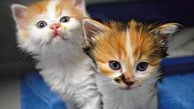 Stubentiger-Babys im Kreistierheim: Tierschützer wollen verhindern, dass die Zahl der Streuner steigt. Bild: Nadine Vögel