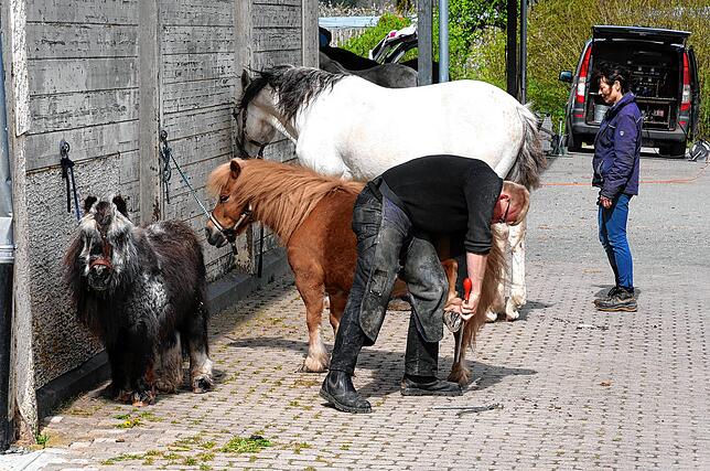 Alle Pferde groß und klein: Auch Ponys brauchen Hufpflege und Beschlag. Azubi René Weißenrieder muss dazu ganz tief runter.