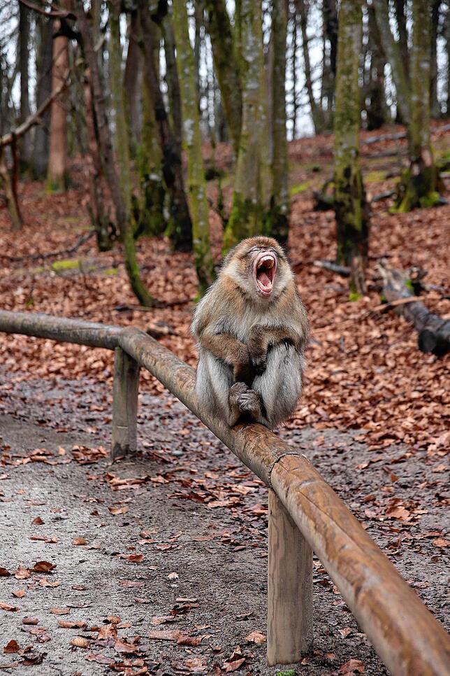 Das Affenmännchen gähnt als Hilgartner sich nährt. Ein Zeichen der Angst oder des Respekts vor ihm. Die Tiere mögen ihn eigentlich nicht ...