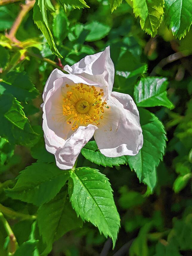 Hagebutten-Blüte von oben