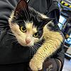 Was für eine süße, kleine Katze: Mila sitzt ölverschmiert und verängstigt im Motorraum eines Auto, das repariert werden soll.
