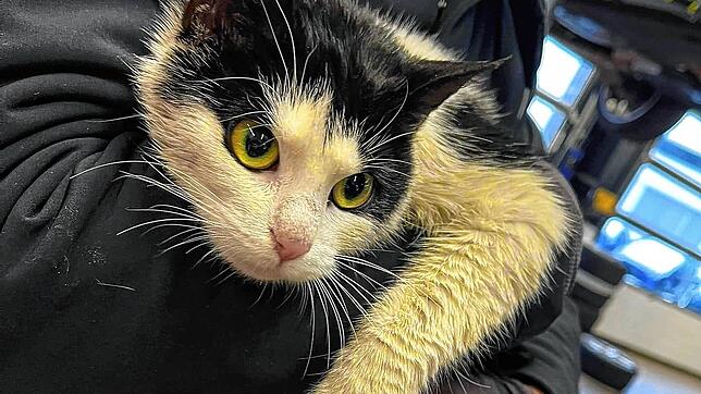 Was für eine süße, kleine Katze: Mila sitzt ölverschmiert und verängstigt im Motorraum eines Auto, das repariert werden soll.