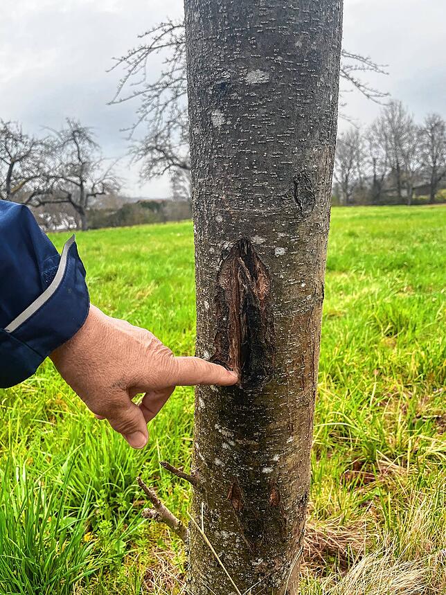 Je nachdem, wo der Baum befallen ist, könnte man versuchen, die schadhafte Stelle auszuschneiden. In diesem Fall ist der untere Teil ...