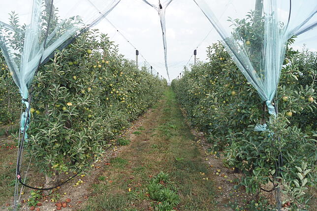 Gegen Hagel ist diese Apfelplantage geschützt. Aber das Obst wird auch von Schädlingen und Krankheiten bedroht.