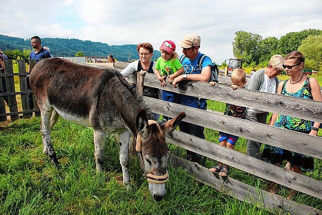 Bild 9: Tausende Besucher an der Bohlinger Sichelhenke