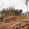 Ein katastrophales Bild bieten derzeit unsere Wälder. Ob der angestrebte Umbau gelingt? Im Bild ein typischer Waldbereich auf dem ...