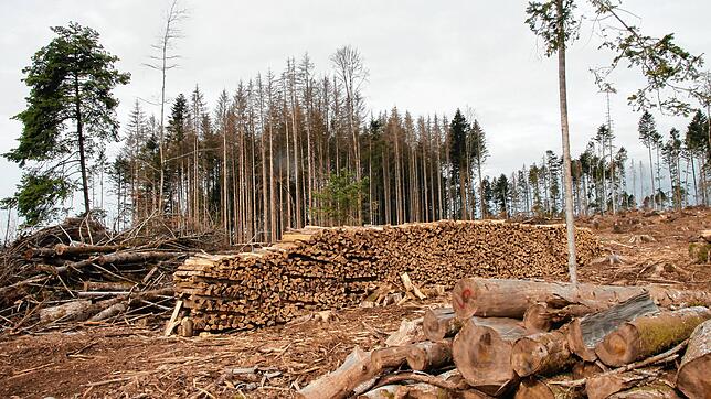 Ein katastrophales Bild bieten derzeit unsere Wälder. Ob der angestrebte Umbau gelingt? Im Bild ein typischer Waldbereich auf dem ...