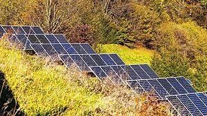 Am Waldrand bei Niederdossenbach soll ein Solarpark entstehen, er hätte kaum negative Auswirkungen. Bild: Alexandra Günzschel